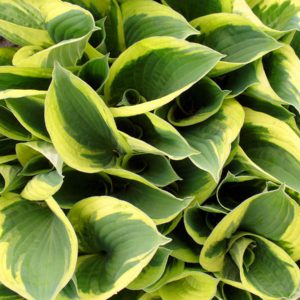 hosta twilight