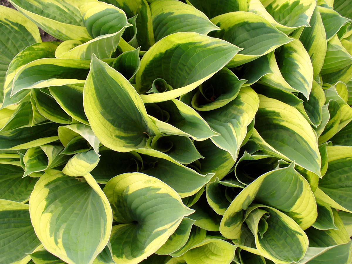 hosta twilight