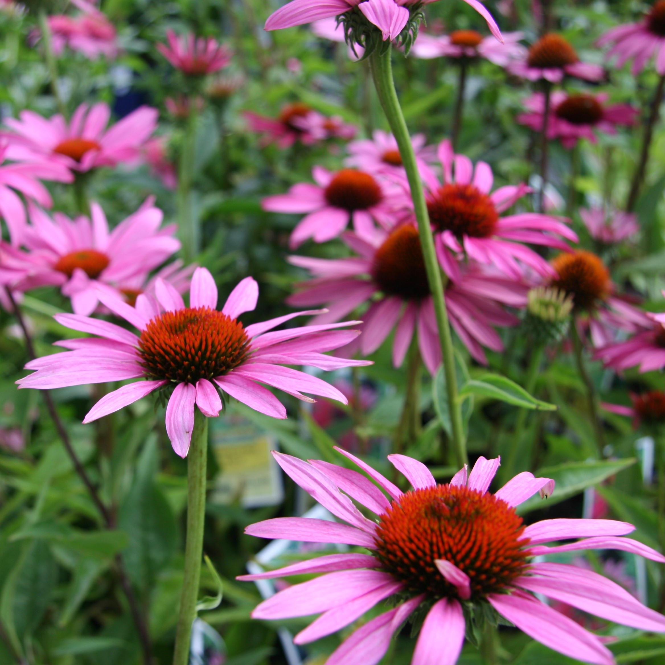 Echinacea - Coneflower (2 gal pot)