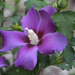 Rose of Sharon Standard - Growers Choice