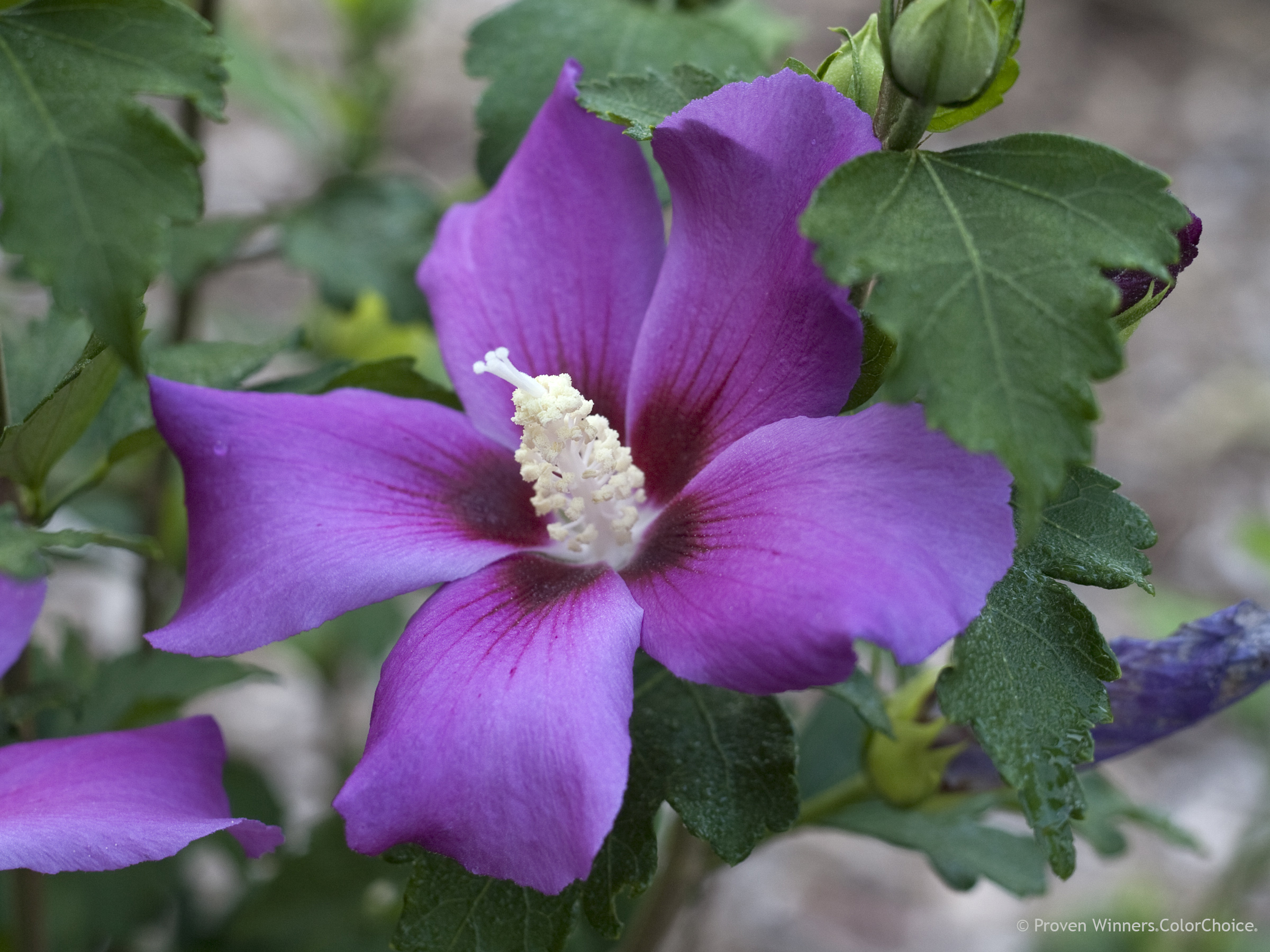 Rose of Sharon Standard - Growers Choice