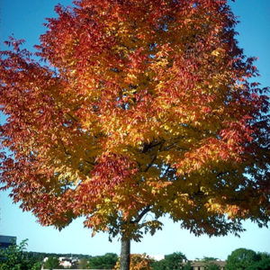 Maple Red - Ontario Native product image