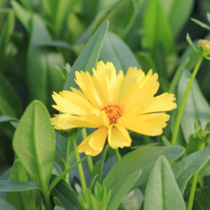 Coreopsis in yellow colour product image