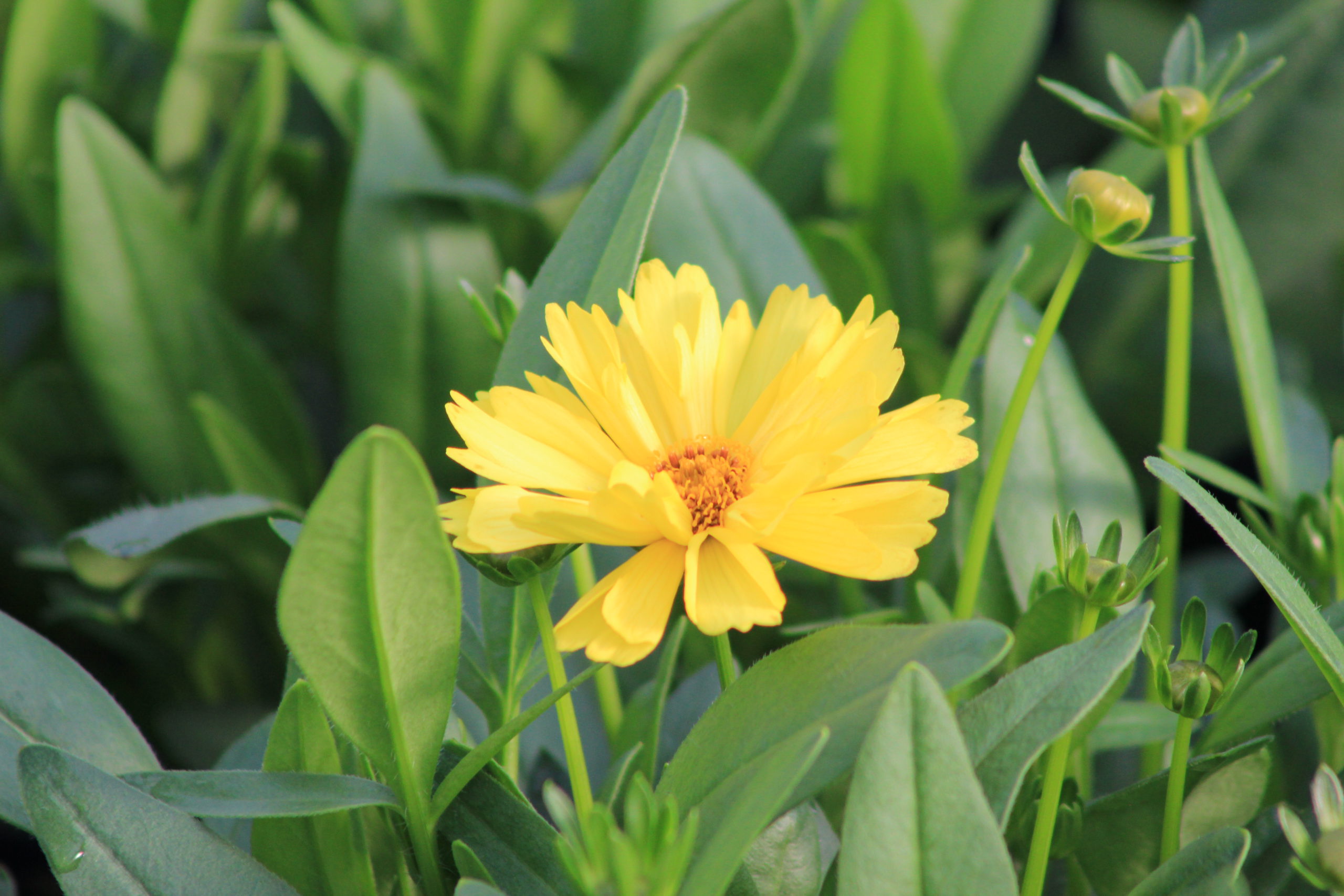 Coreopsis in yellow colour product image