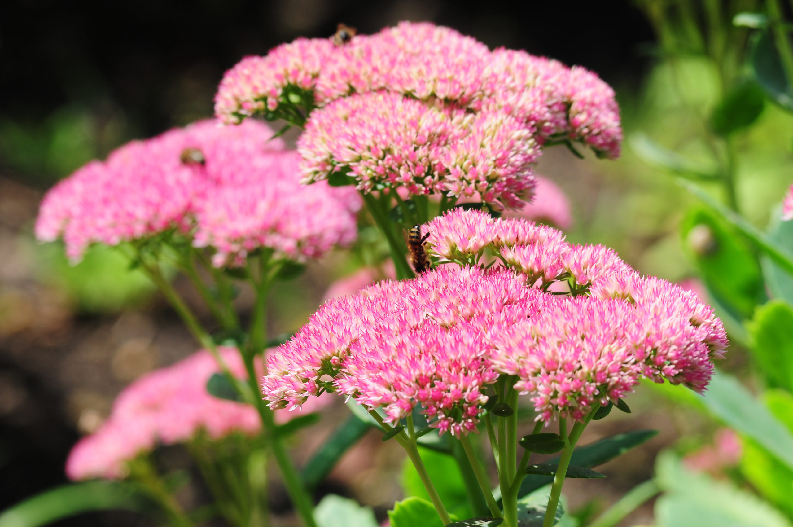 Sedum Autumn Joy product image