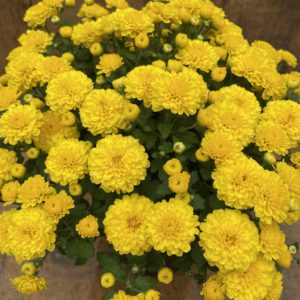 Fall Mum (6" pot) SAVE! 3 for $24