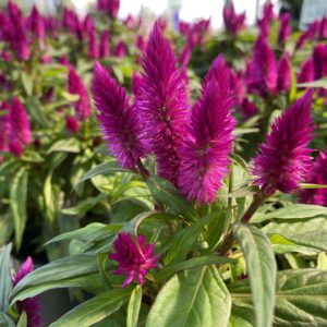 Celosia (6" pot) - Growers Choice SAVE! 3 for $24