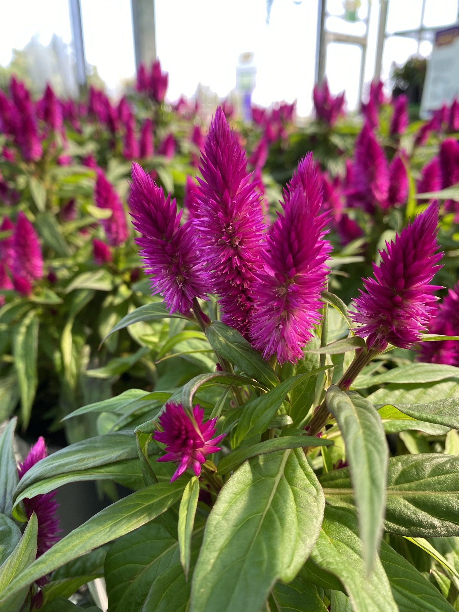Celosia (6" pot) - Growers Choice SAVE! 3 for $24