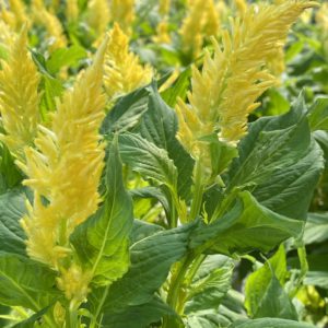 Celosia (4" pot) - Growers Choice - 3 for $10