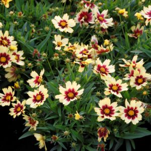 Coreopsis - bicolour 1gal