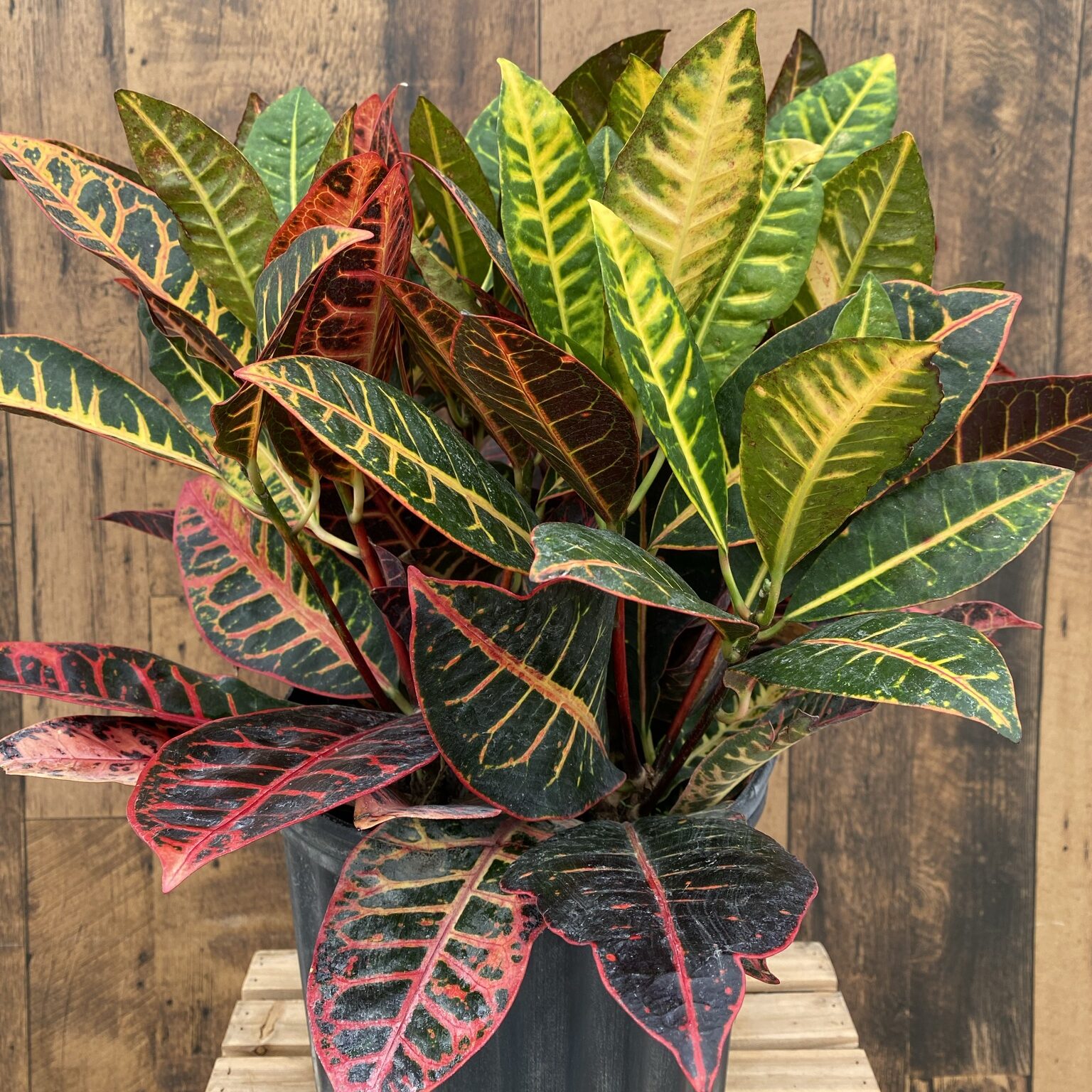Croton 'Petra' (10" pot)