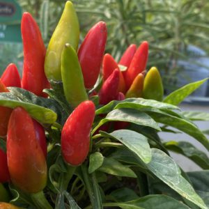 Ornamental Peppers (4" pot) - 3 for $10