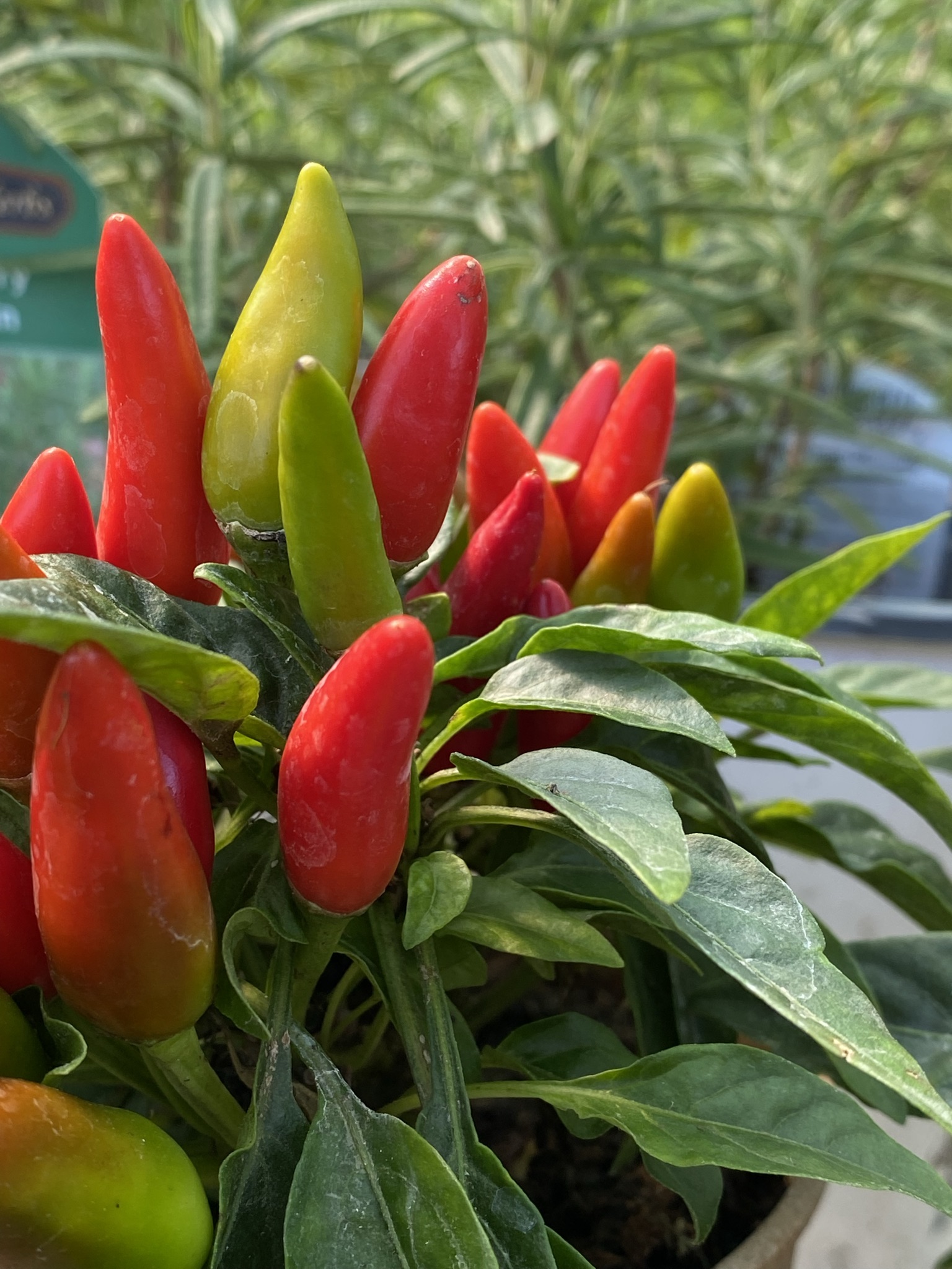 Ornamental Peppers (4" pot) - 3 for $10