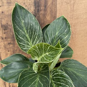 Philodendron 'Birkin' (multiple sizes available)