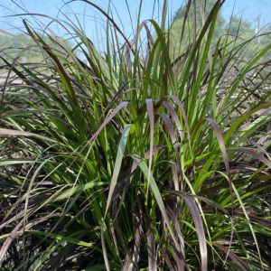 Purple Fountain Grass foliage