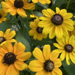 Rudbeckia product image