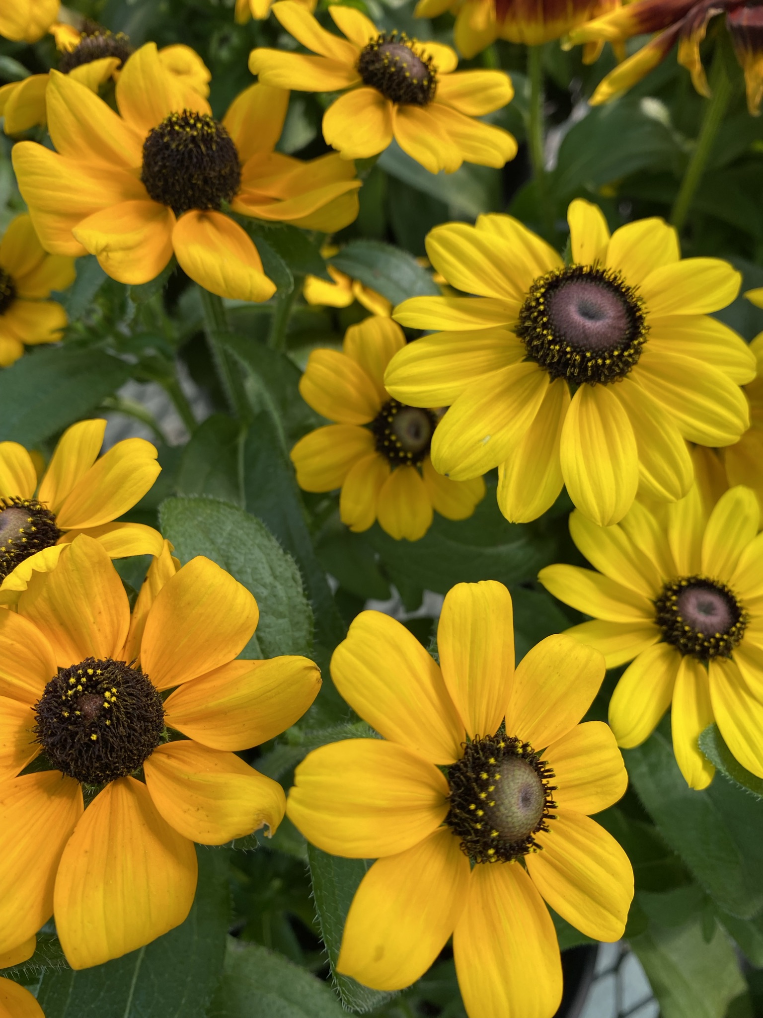 Rudbeckia product image