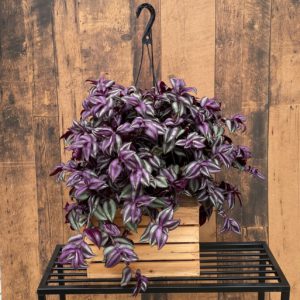10" Tradescantia Hanging Basket