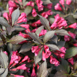Proven Winners Spilled Wine Weigela