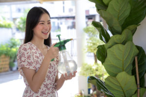 how to grow fiddle leaf fig