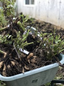 how to dig and store dahlias