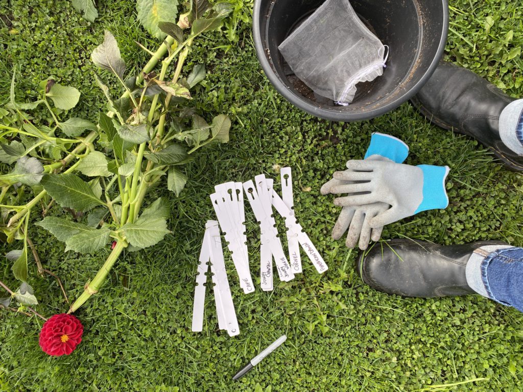 A collection of items on green grass includes gloves, tags, a sharpie market, a pot, and a dahlia flower. Learn how to dig and store dahlias for winter.
