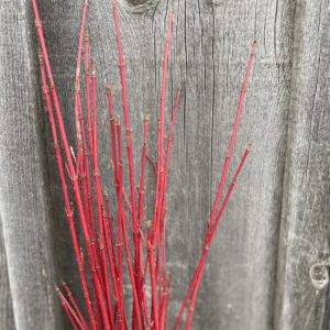 Red Twig Dogwood