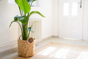 easy houseplant bird of paradise