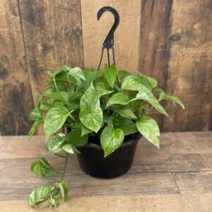 10" Pothos 'Marble Queen' Hanging Basket