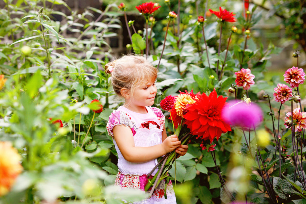 A smiling young girl gathers a bouquet of many different dahlias in a garden.
