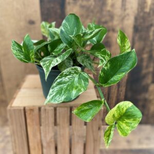 Pothos 'Marble Queen' (multiple sizes available)