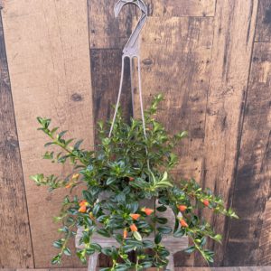 goldfish plant hanging basket product image