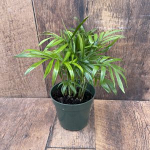 Palm Parlour (4" pot)