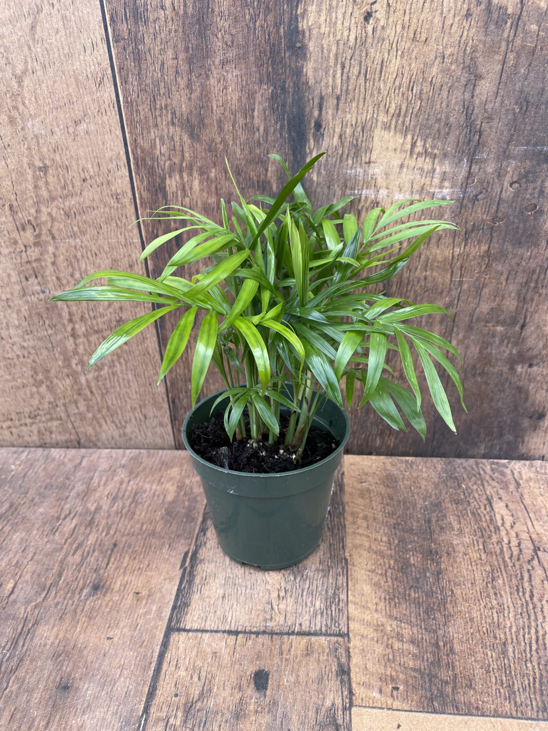 Palm Parlour (4" pot)