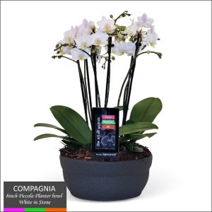 Compagnia Piccola Orchid Arrangement (8" Planter)