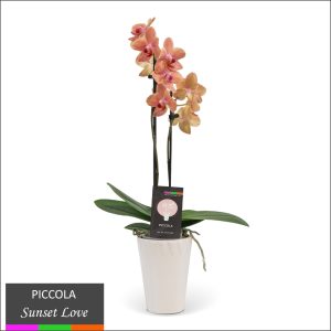 Piccola Orchid - Multi Spike in Ceramic Pot