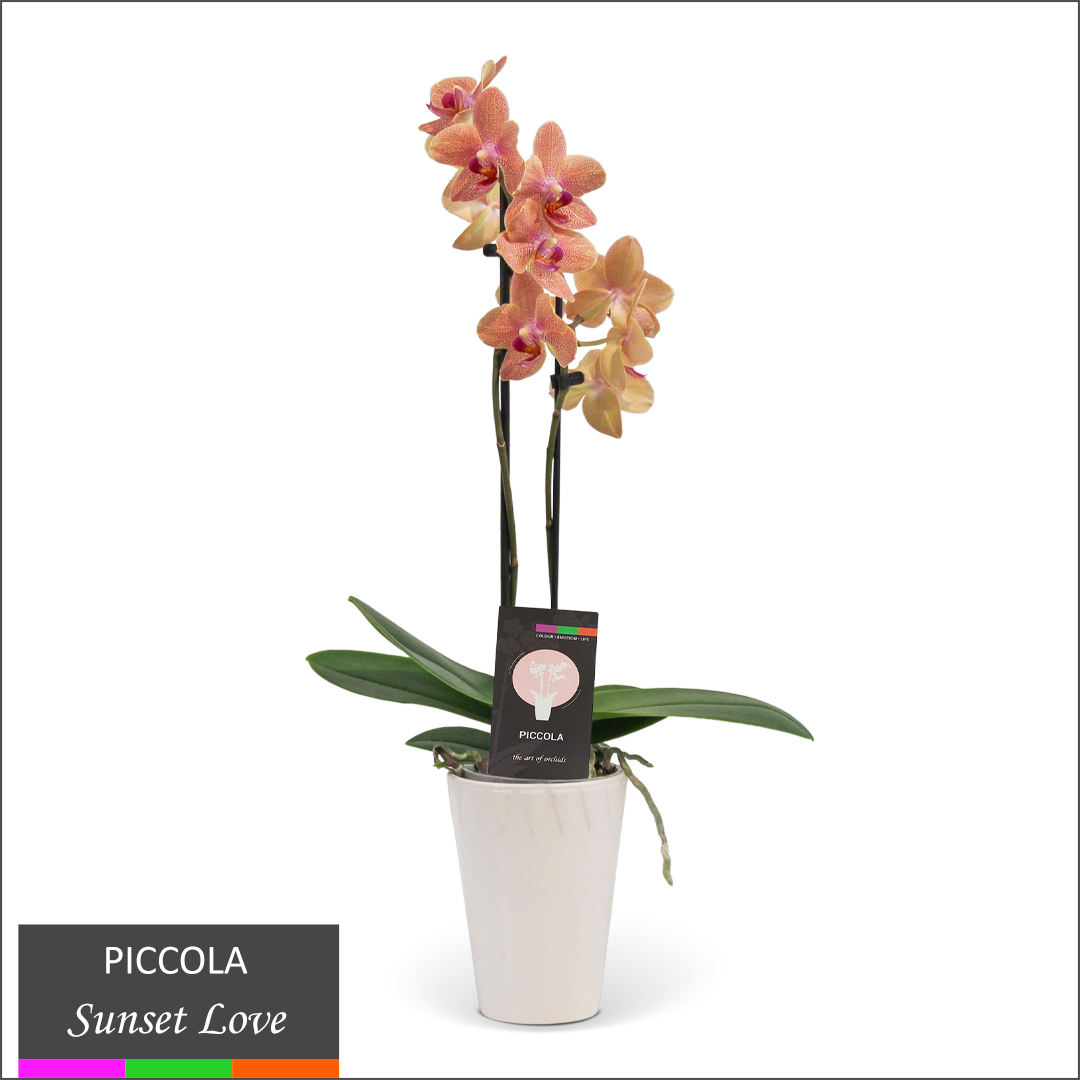 Piccola Orchid - Multi Spike in Ceramic Pot