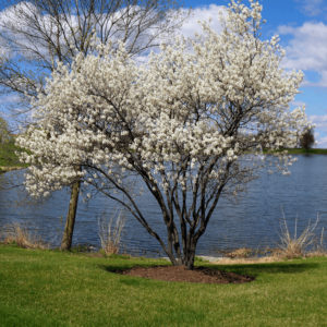 Serviceberry Autumn Brilliance 7gal