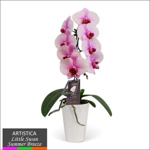 Artistica Orchid – 3" Mini Swan