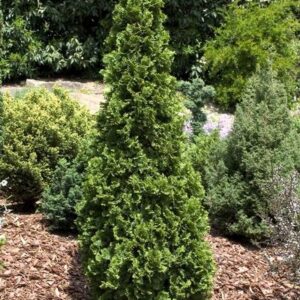 Cedar Degroot's Spire product image