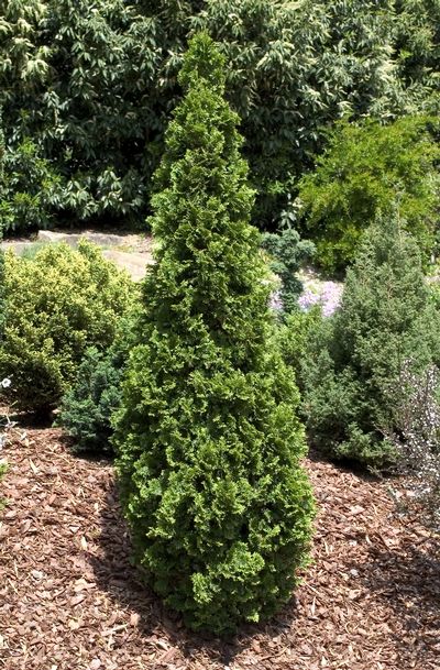 Cedar Degroot's Spire product image