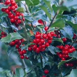 Holly Combo variety product image