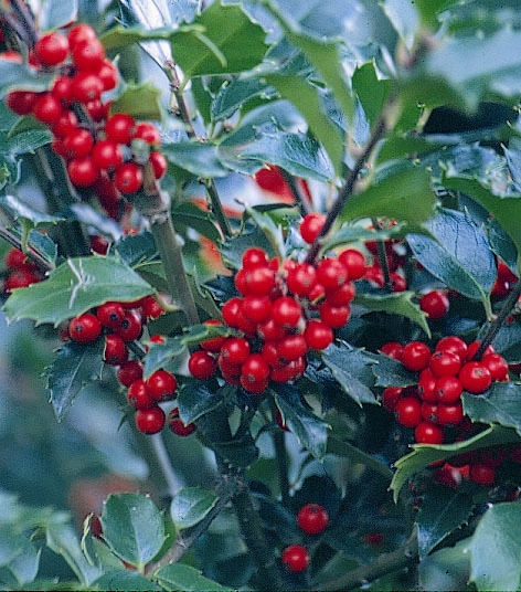 Holly Combo variety product image