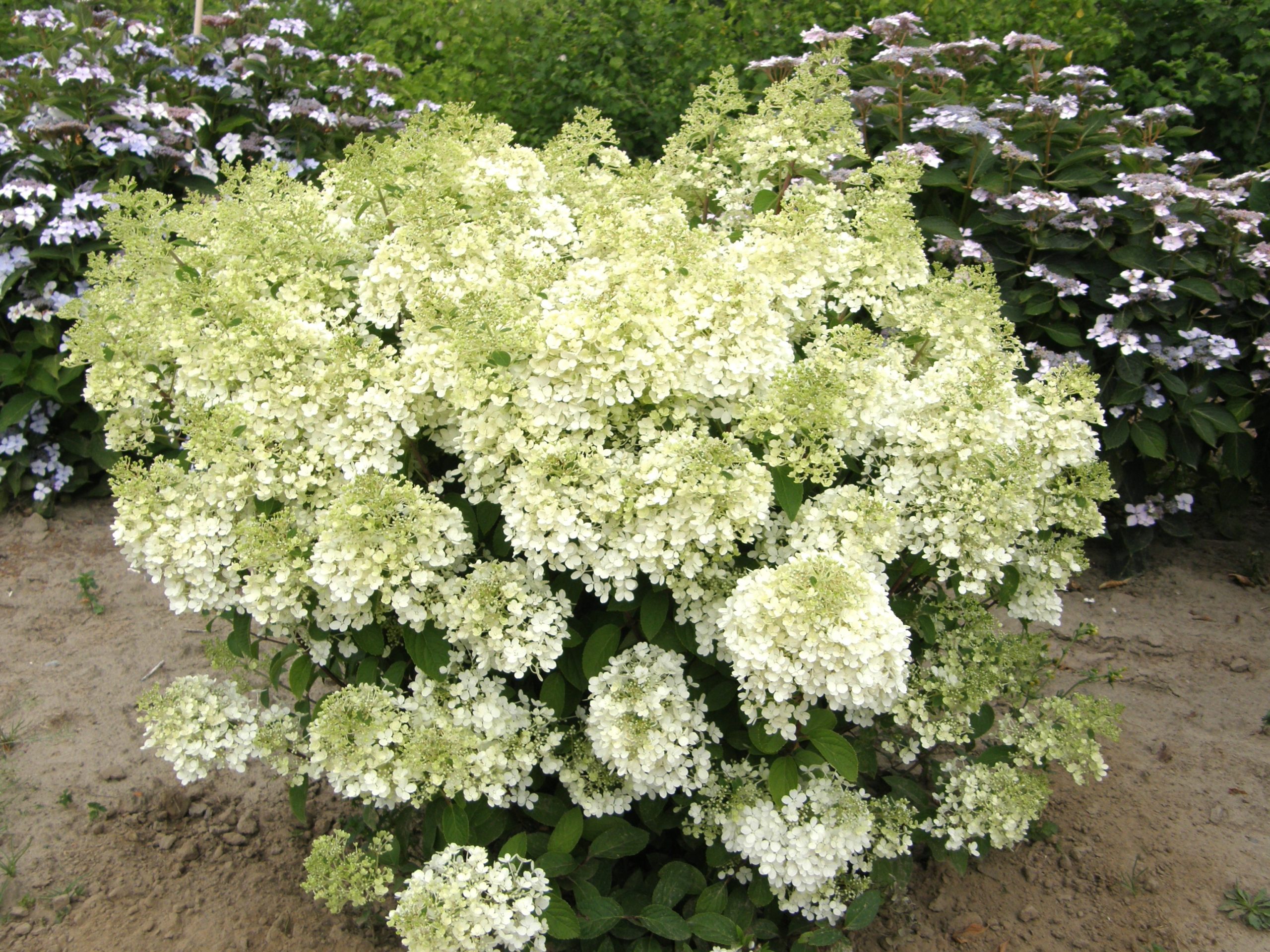 Hydrangea Bobo product image