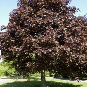 Maple Royal Red product image