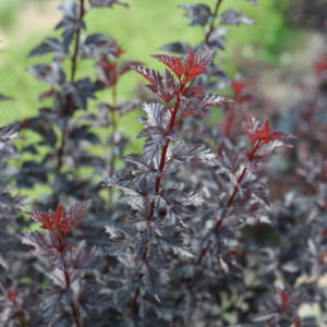 Ninebark Summer Wine Black product image