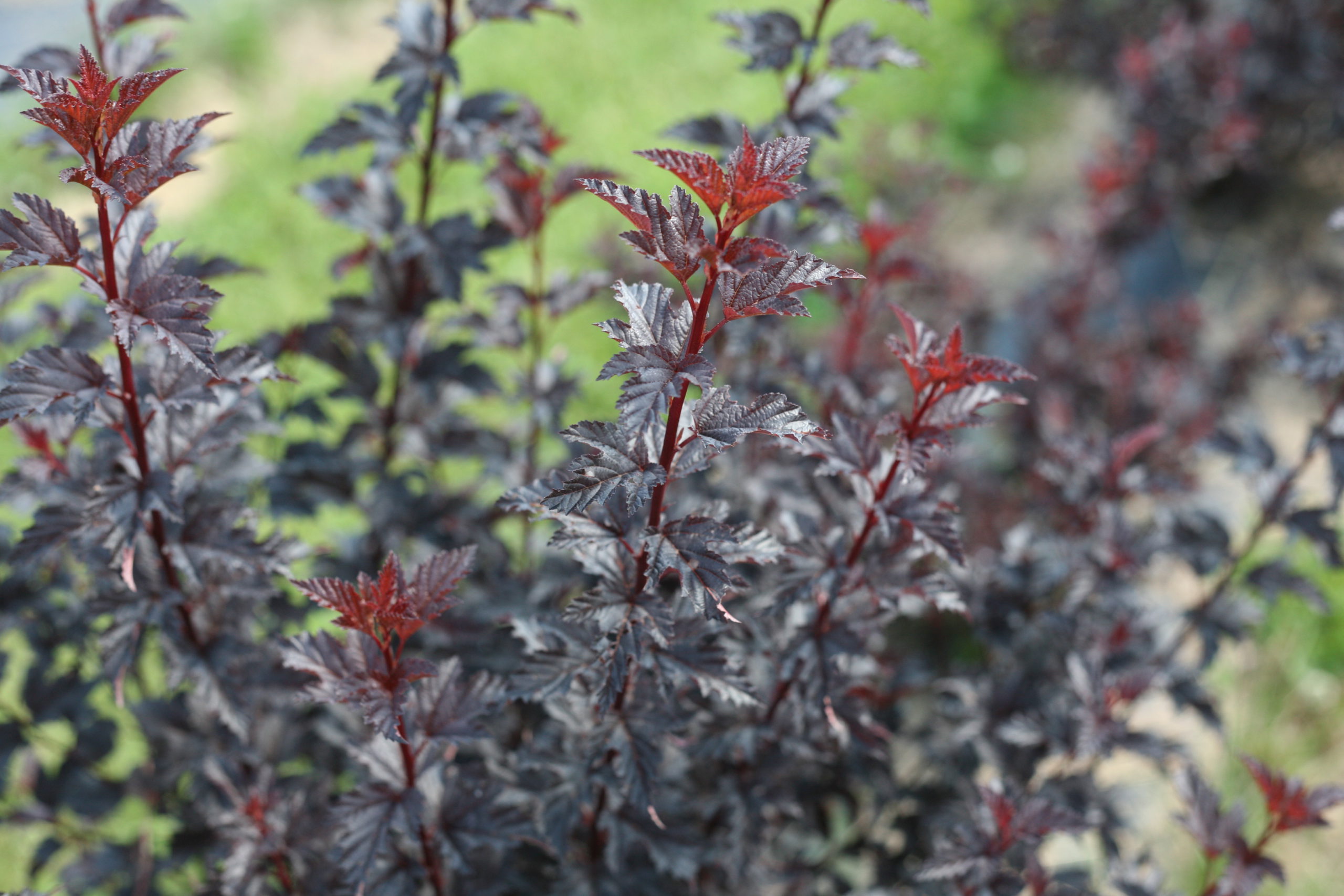 Ninebark Summer Wine Black product image