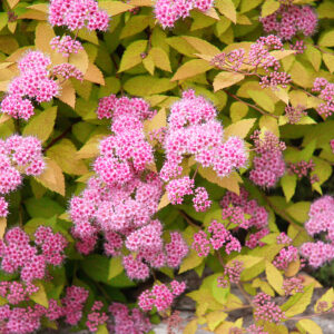 Spirea Goldmound product image