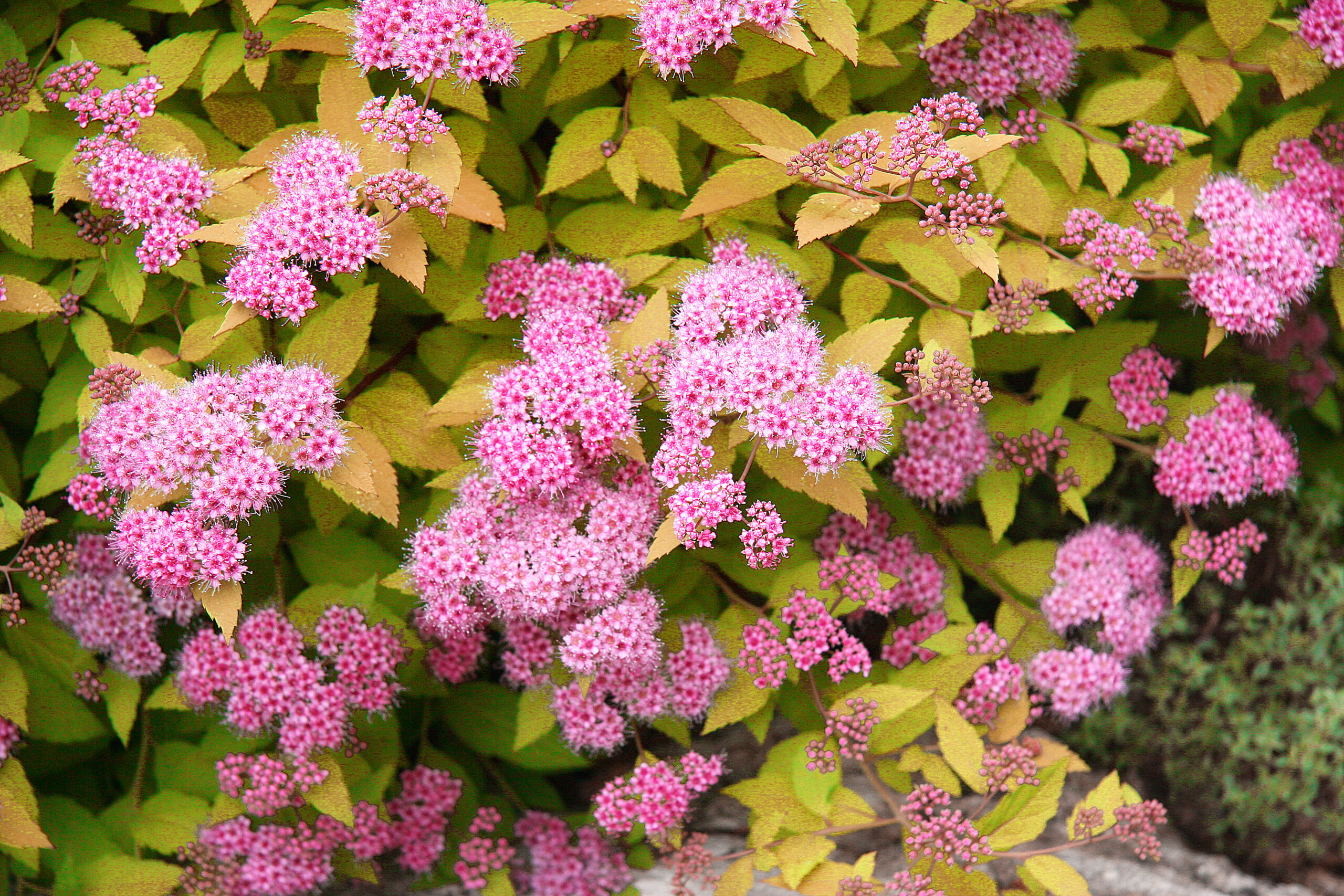 Spirea Goldmound product image