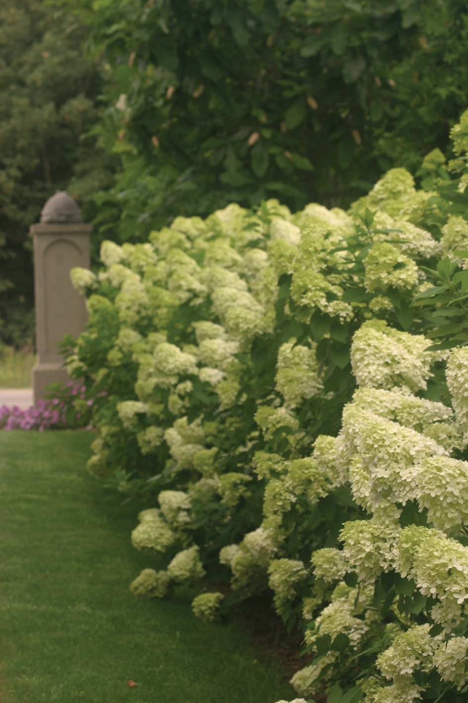 Hydrangea pan. 'Limelight' by Proven Winners